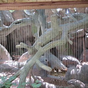 Ocelot Exhibit - see the cat?