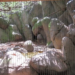Bobcat Exhibit