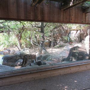 Cougar Exhibit