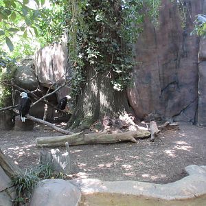 Bald Eagle Exhibit