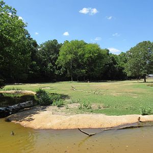 Bison/White-Tailed Deer/Texas Longhorn/Sandhill Crane/Turkey Vulture Exhibi
