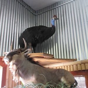 Gift Shop Taxidermy!