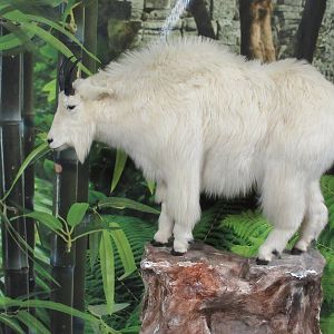 Rocky Mountain Goat