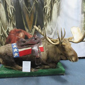 Patriotic Moose (Go U.S.A.!)