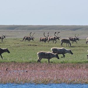 Caribou - Alaska