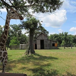 Giraffe Exhibit