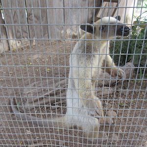 Tamandua