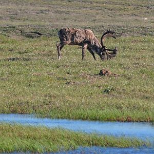 Caribou - Alaska