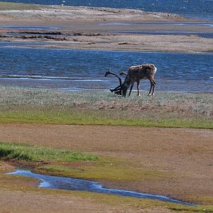 Caribou - Alaska