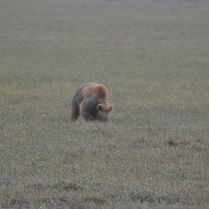 Brown Bear - Alaska