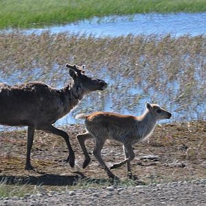 Caribou- Alaska