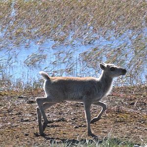 Caribou - Alaska