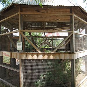 Tamandua Exhibit