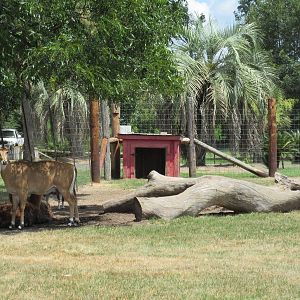 Nilgai in Petting Zoo