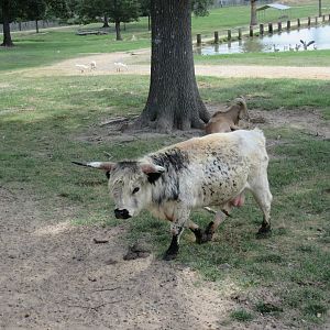 Hybrid Animal: Half Scottish Highland Cattle + Half Ankole Cattle