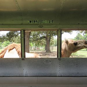Safari Tour
