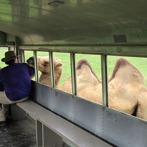 Safari Tour - tour guide on his first day on the job!