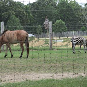 Zorse (Male Stallion + Female Zebra) + Zebra
