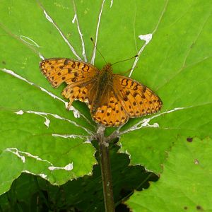 Fritillary (Brenthis sp.)
