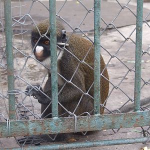 lesser spot-nosed monkey
