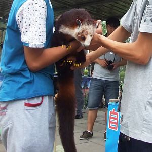 red and white giant flying squirrel