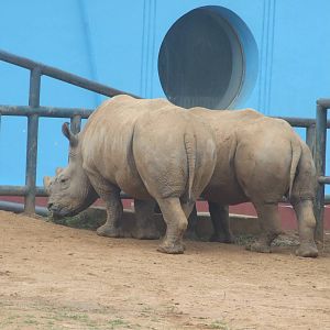 white rhinoceros