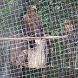 Saker falcon, buzzard and white-talied sea eagle