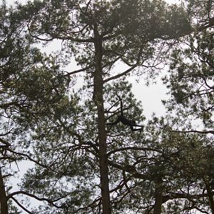 Spider monkey up in the trees, 5/9/15