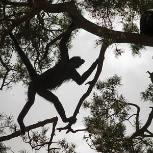 Spider monkey up in the trees, 5/9/15