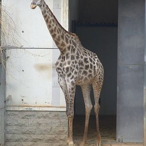 giraffe