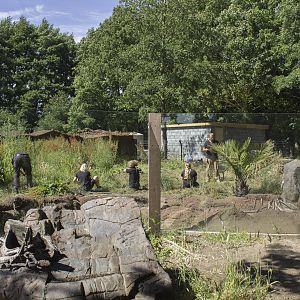 New bush dog exhibit under construction