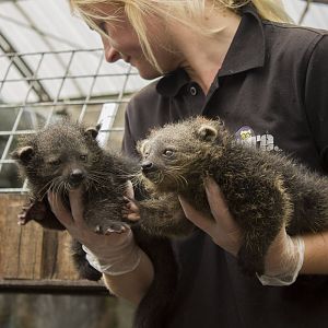 Palawan binturong youngsters