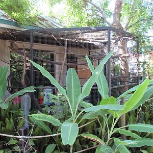 Squirrel Monkey Exhibit