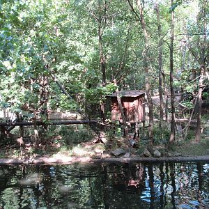 Black-Handed Spider Monkey Exhibit