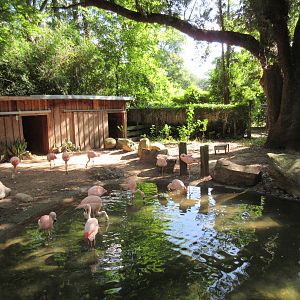 Galapagos Tortoise/Chilean Flamingo Exhibit