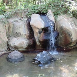 Galapagos Tortoise Pool