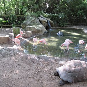 Galapagos Tortoise/Chilean Flamingo Exhibit