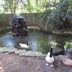 Black-Necked Swan Exhibit
