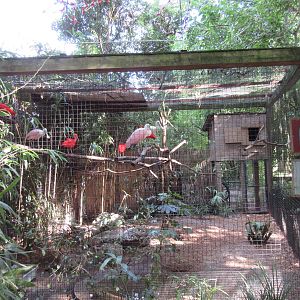 Roseate Spoonbill/Scarlet Ibis Exhibit