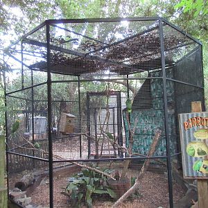 South American Parrot Aviary (4 Species)