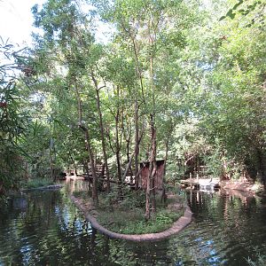 Black-Handed Spider Monkey Exhibit