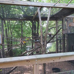 Wied's Black Tufted-Ear Marmoset/Sun Conure Exhibit