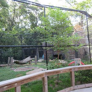 Jaguar Exhibit #2 (currently home to Malayan Tiger cubs)