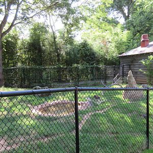 Giant Anteater Exhibit