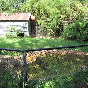 American Crocodile Exhibit