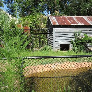 Broad-Snouted Caiman Exhibit