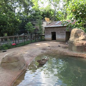 Brazilian Tapir/Capybara Exhibit