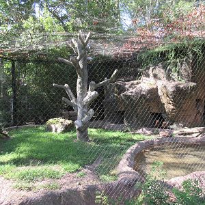 Bush Dog Exhibit