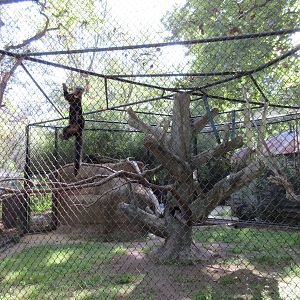 Tayra Exhibit