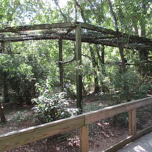 King Vulture Exhibit